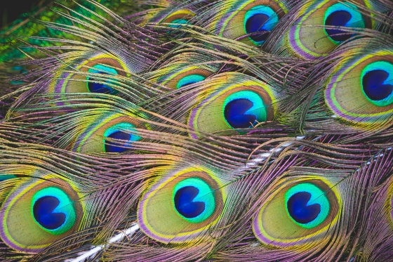 colorful-peacock-feathers-picjumbo-com